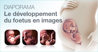 Diaporama sur le développement du foetus