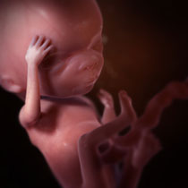 Développement Du Foetus: 2E Trimestre