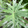 Philodendron
