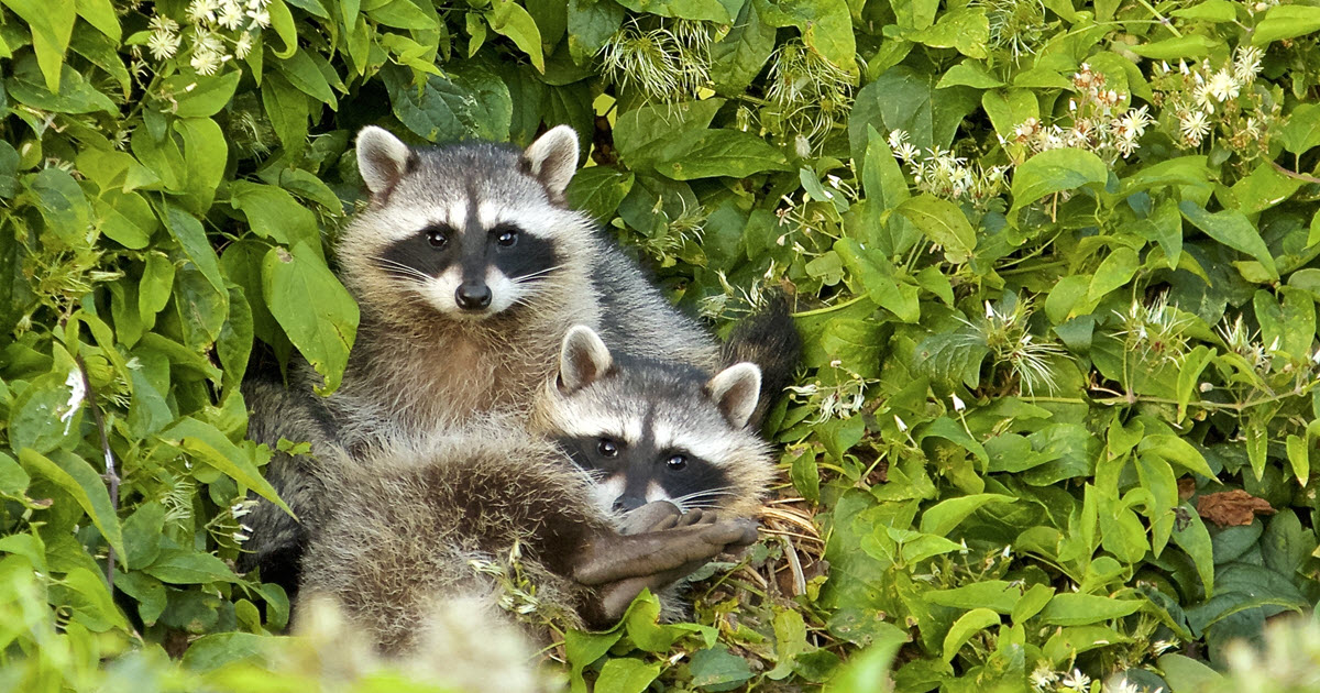 Raccoon Rabies Outbreak in Greater Montreal: Prevention and Safety Tips